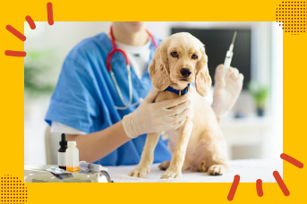 parvovirus-moquillo2.jpg